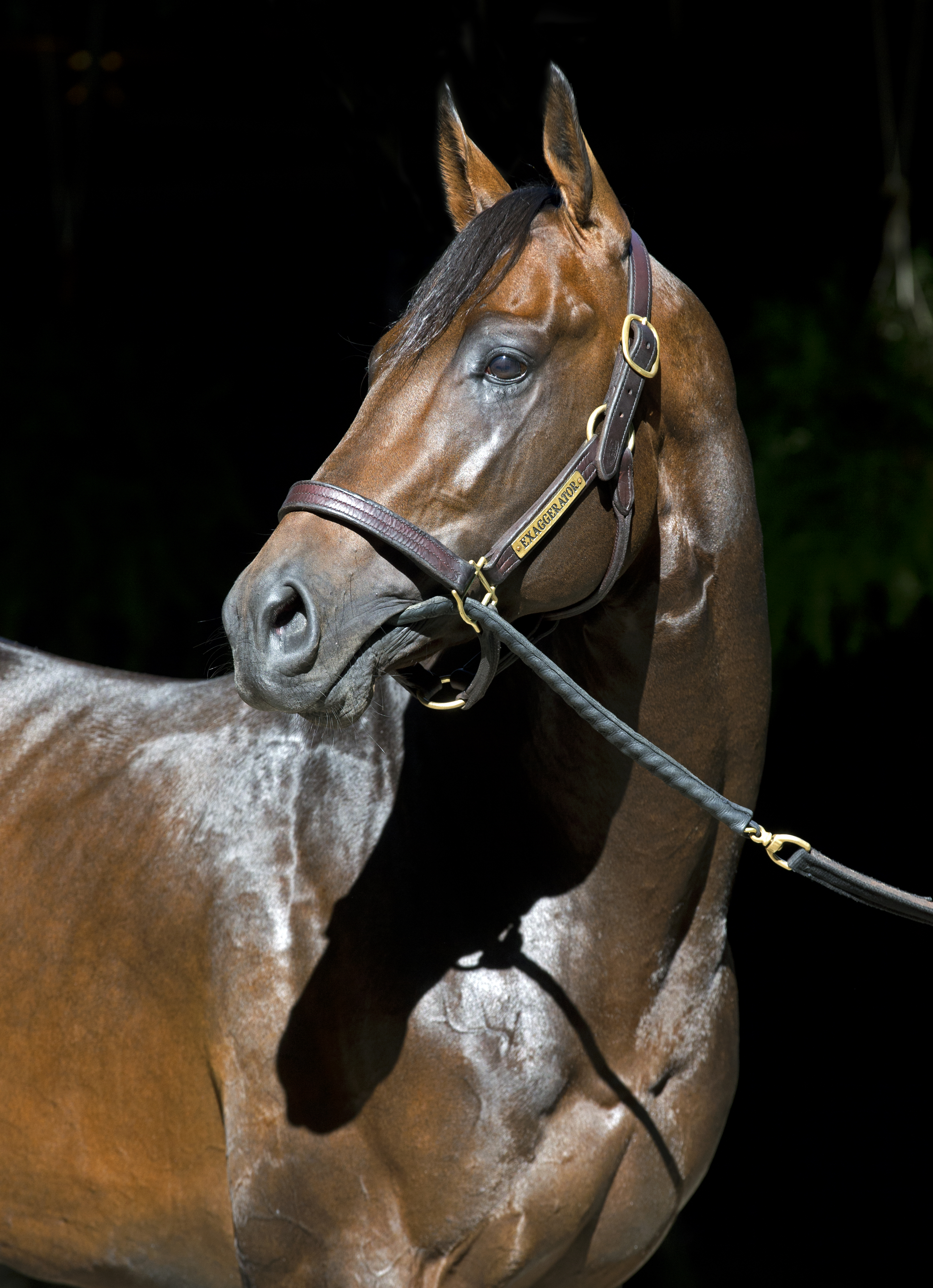 Exaggerator