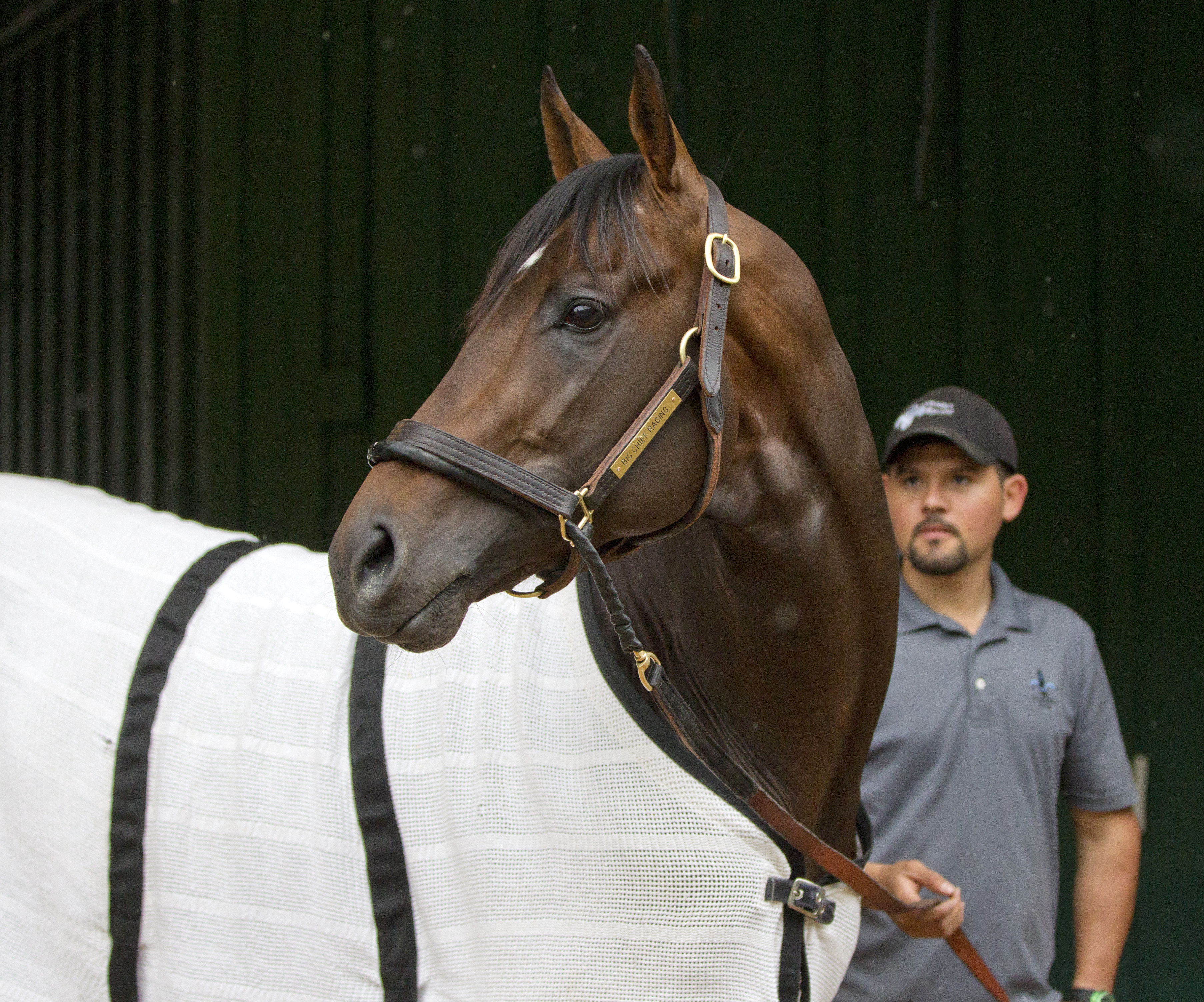 Exaggerator portrait