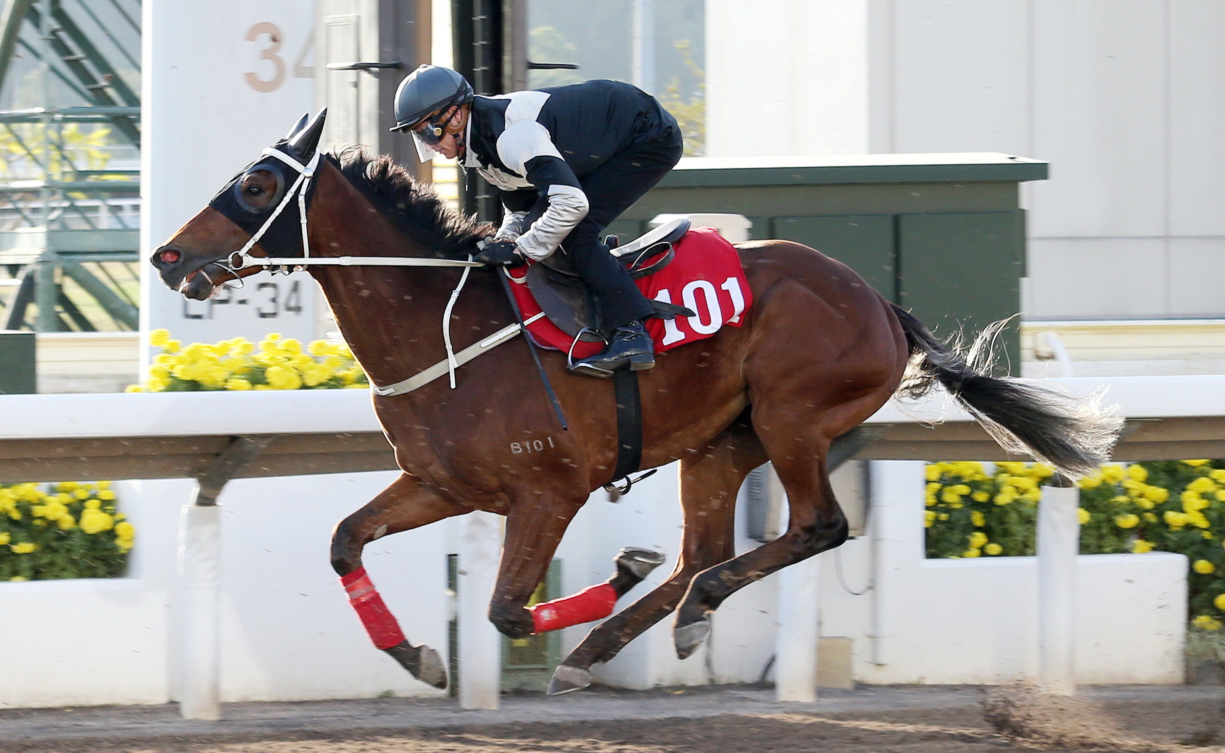 Exultant trains at Sha Tin on Jan. 12