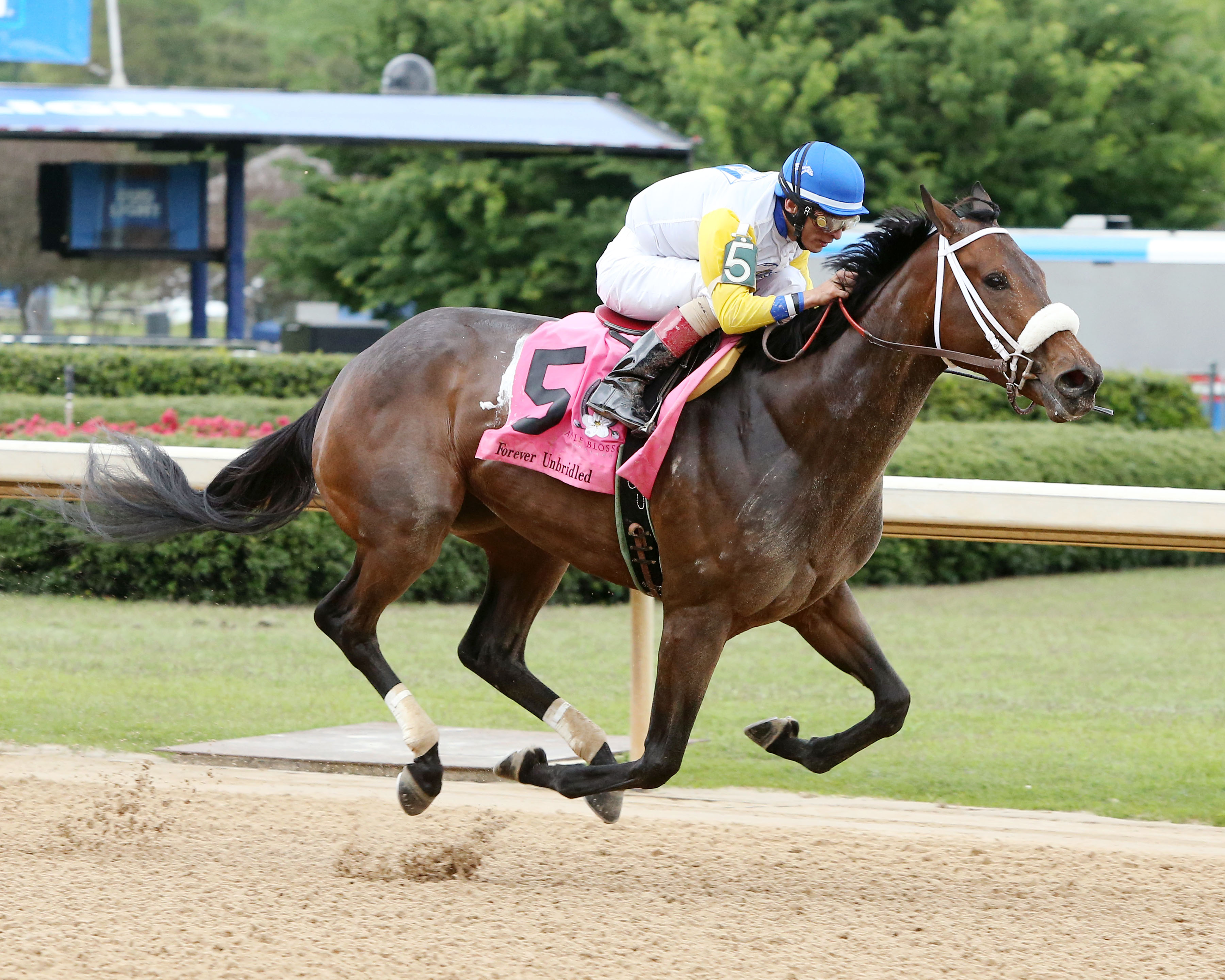 Forever Unbridled