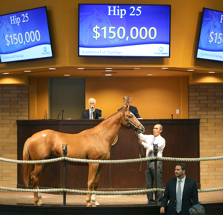 Hip 25 a Goldencents colt sells for $150,000 at the Fasig-Tipton California fall yearling sale