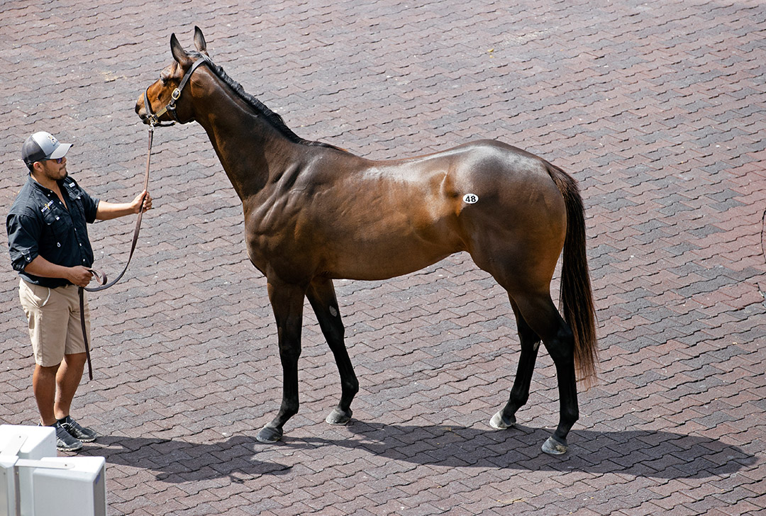 Hip 48, a Bolt d'Oro-Rich Love filly sells for $1.2 million at the Fasig-Tipton Gulfstream Sale on March 30