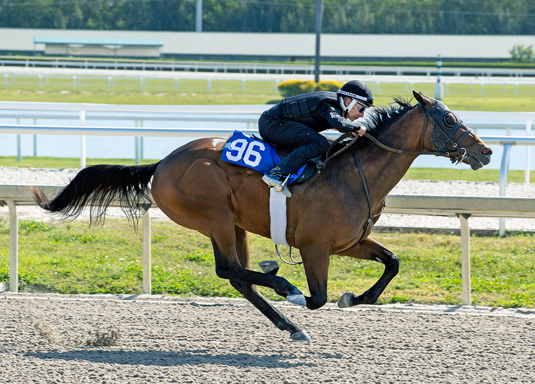 An Uncle Mo-Brusquer colt goes a furlong in 9.3 seconds at the Fasig-Tipton Gulfstream Sale under-tack show