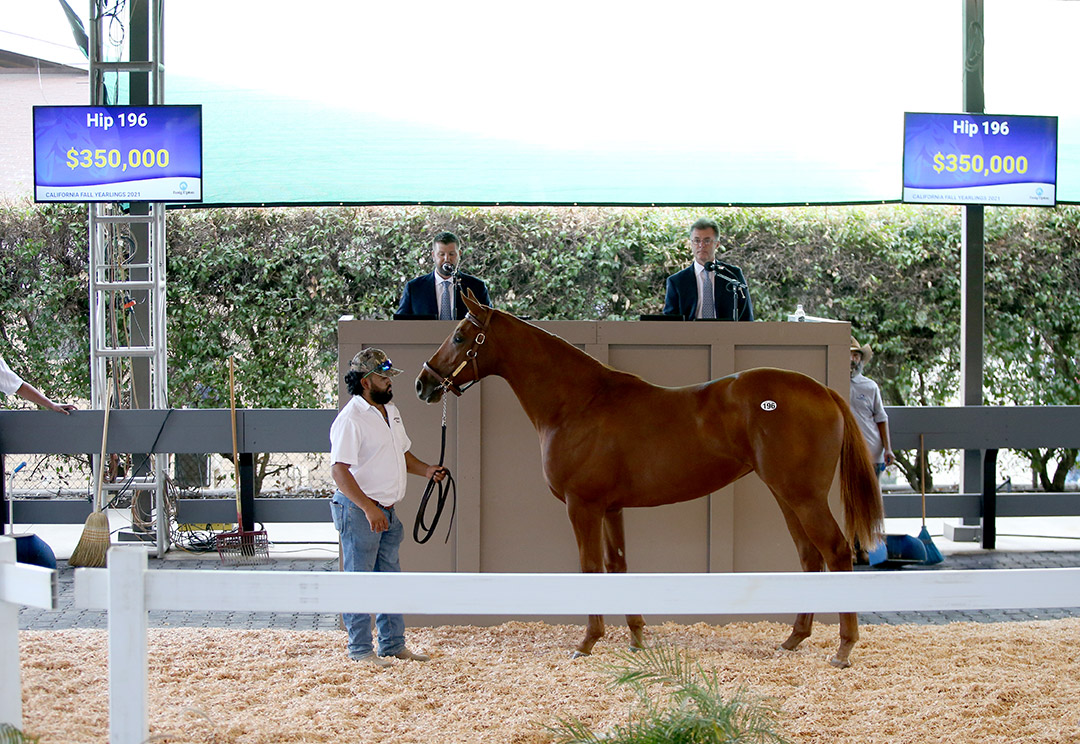 Hip 196, an American Pharoah-EZ Indy filly, sells for $350,000 at the Fasig-Tipton California Fall Yearling Sale