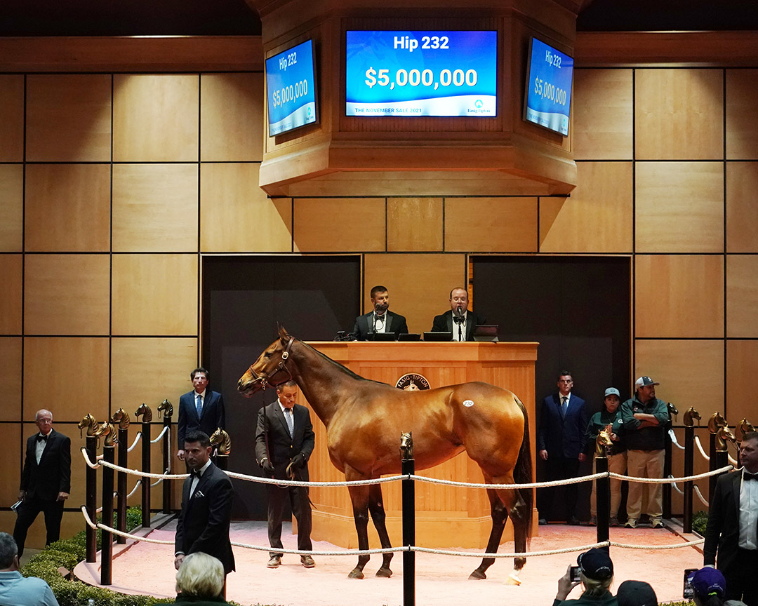 Shedaresthedevil sells for $5 million at the Fasig-Tipton November Sale