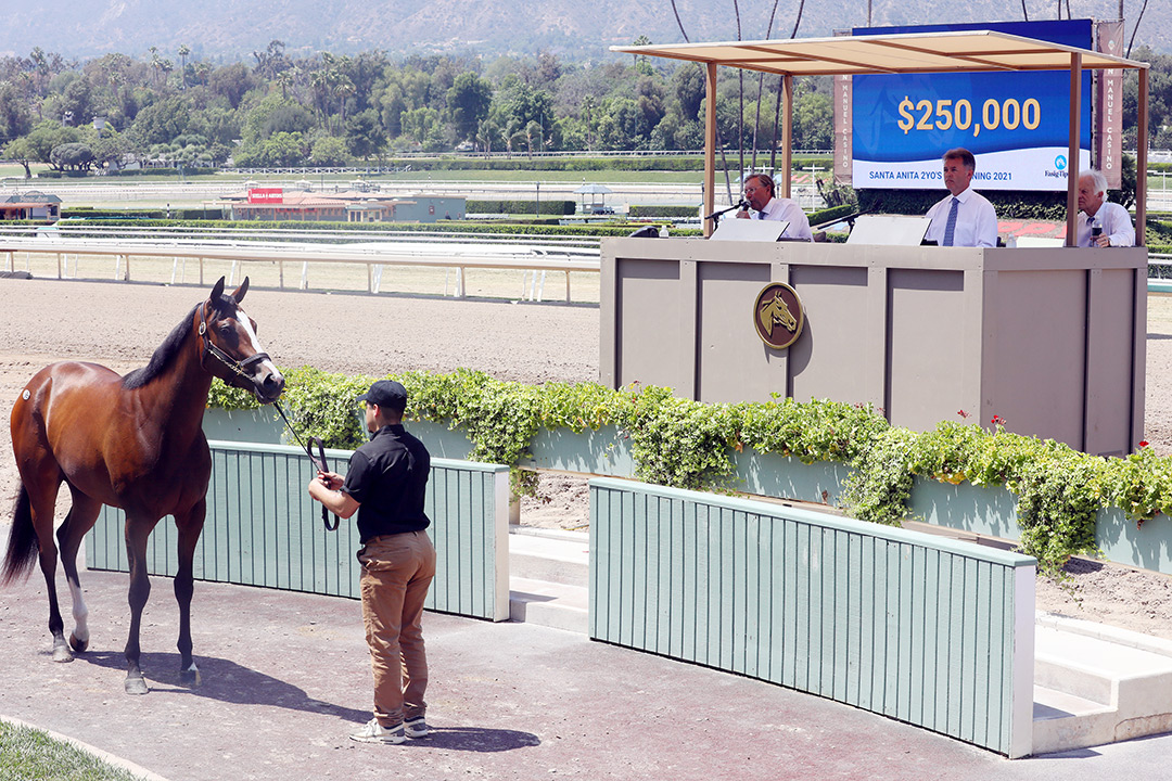 Hip 36, a Tiznow-Soot Z filly, sells for $250,000 at the Santa Anita 2-year-olds in training sale