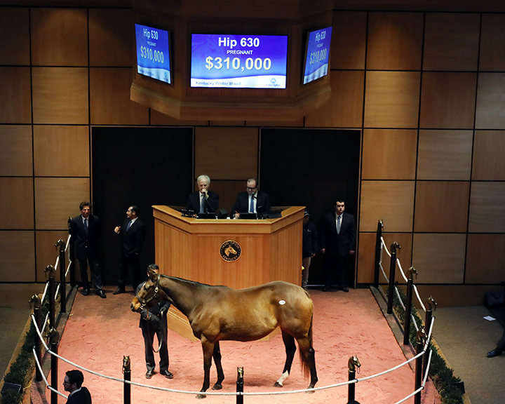 Flashly sells for $310,000 at the Fasig-Tipton winter mixed sale