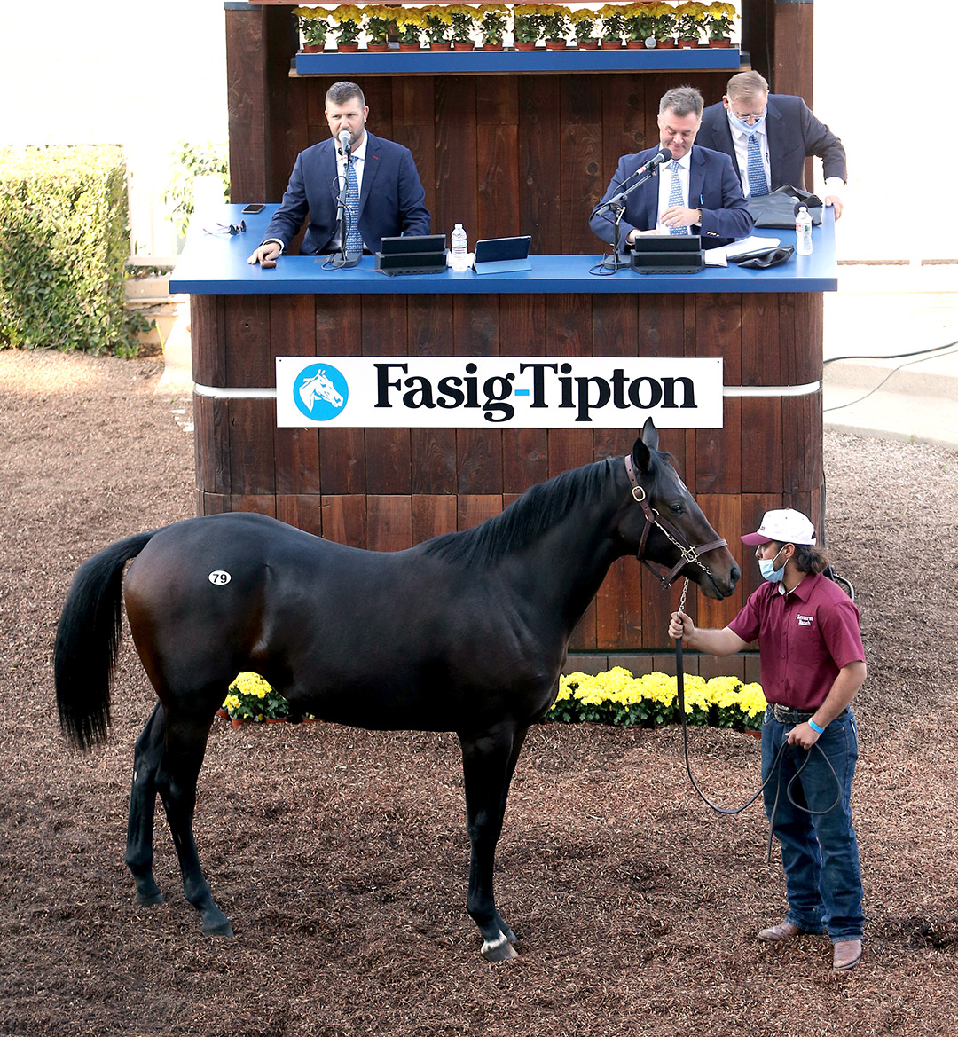 Hip 79, a Stay Thirsty colt, sells for $200,000 at the Fasig-Tipton California fall yearlings sale