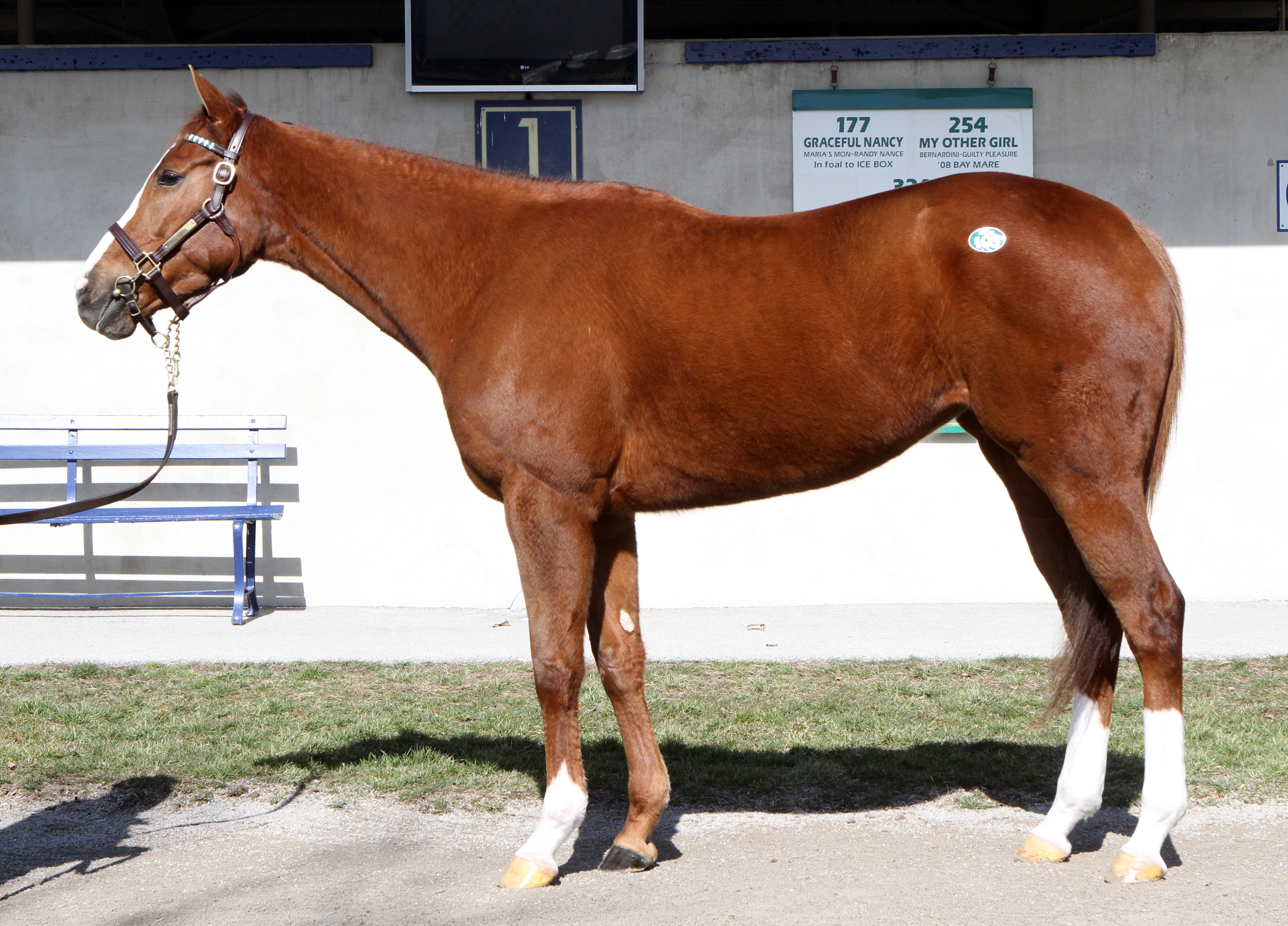 Beloveda, Fasig-Tipton Winter Mixed Sale