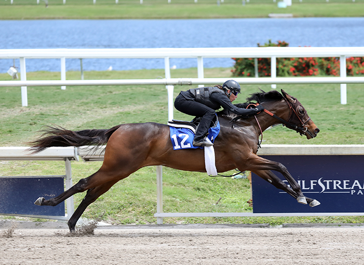 Hip 12, an Uncle Mo/Coin Broker filly, in the under tack show Fasig-Tipton Gulfstream Sale