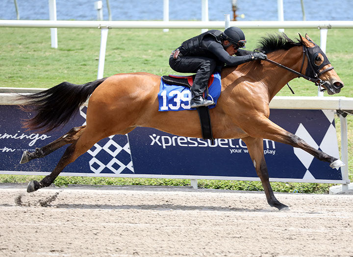 Center Aisle, Hip 139, breezes at the 2019 Fasig-Tipton Selected 2-year-olds in training sale at Gulfstream Park