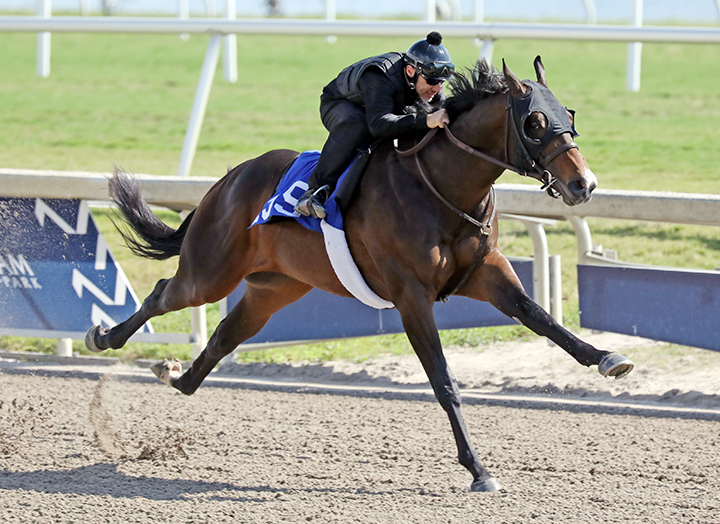 Hip 155 at the Fasig-Tipton Gulfstream Sale under tack show