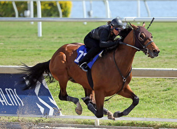 Cezanne, hip 173, breezes before the 2019 Fasig-Tipton Gulfstream Sale