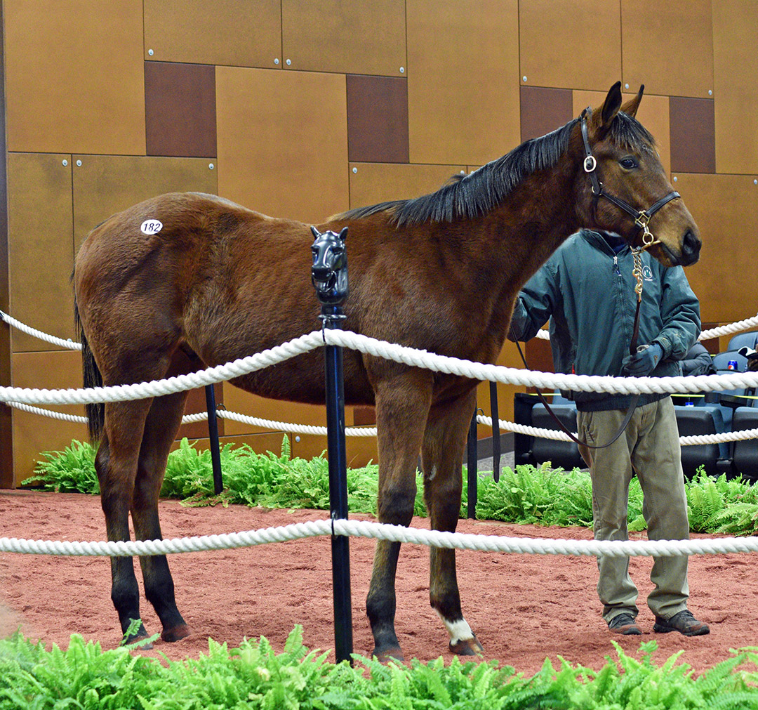 Hip 182, a Laoban-Dixie Gem colt, sells at the Fasig-Tipton Midlantic December Mixed and Horses of Racing Age sale at Timonium