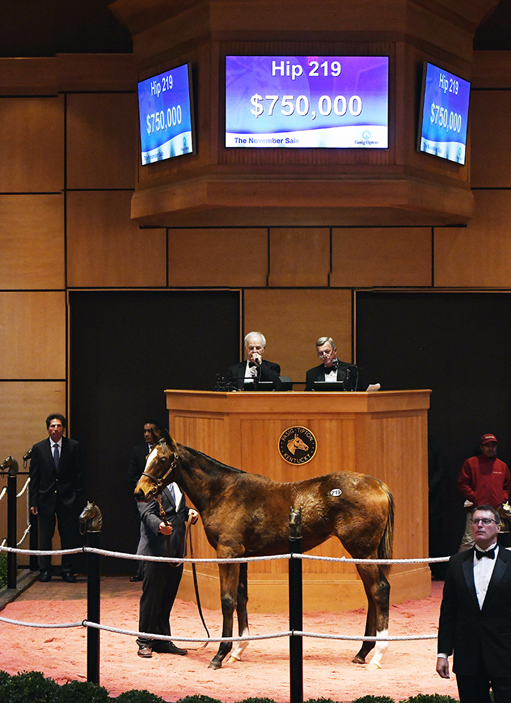 A Gun Runner-Love and Pride filly sells for $750,000 at the Fasig-Tipton November sale