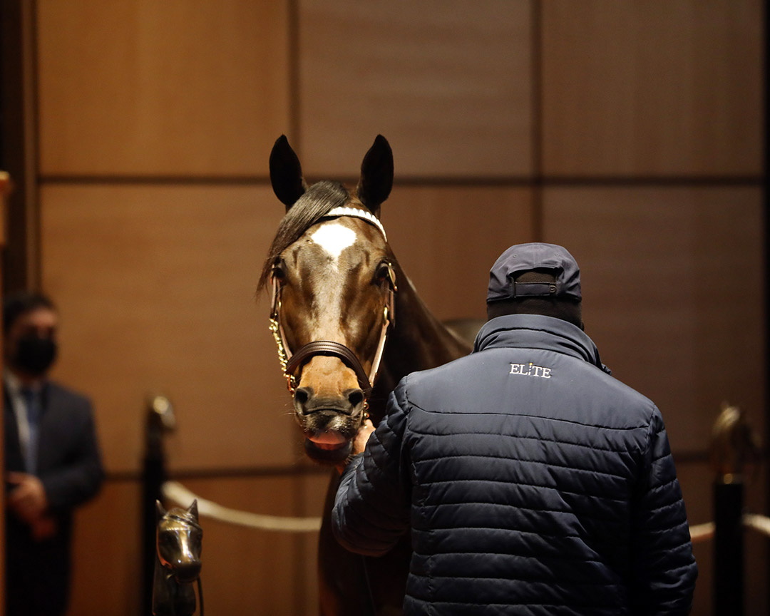 Hello Hot Rod sells at the Fasig-Tipton Kentucky Winter Mixed Sale on Feb. 9