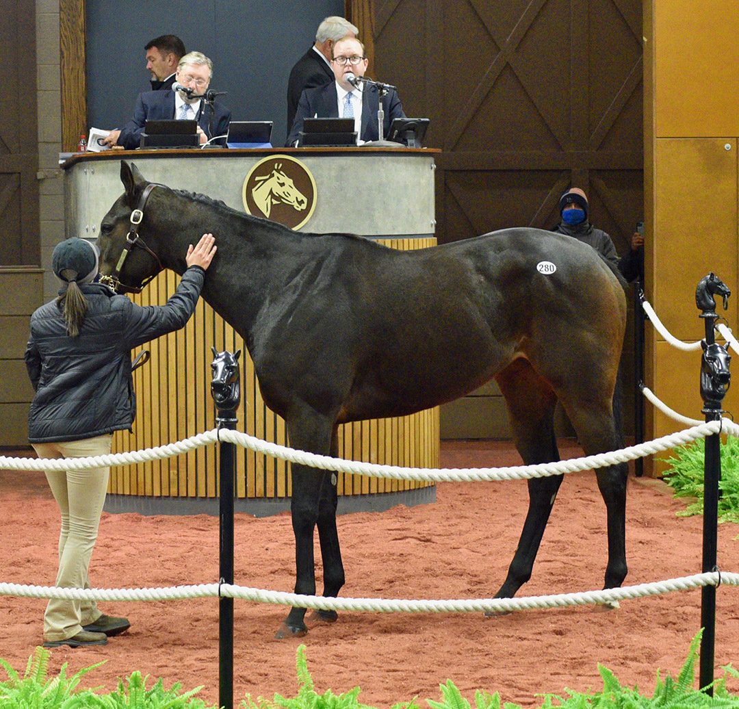 Fly On Angel sells for $195,000 at the 2020 Midlantic December Mixed and Horses of Racing Age sale at Timonium