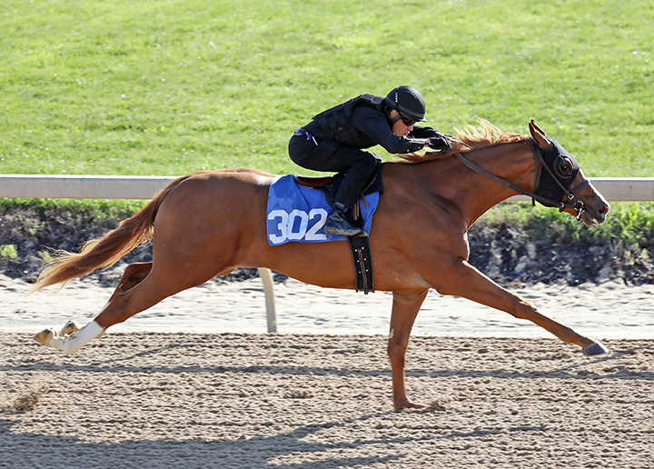 Hip 302 in the Fasig-Tipton Midatlantic under tack show