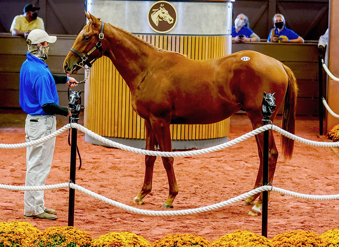 Hip 371, a Gun Runner colt, topped the Fasig-Tipton Midlantic fall yearling sale
