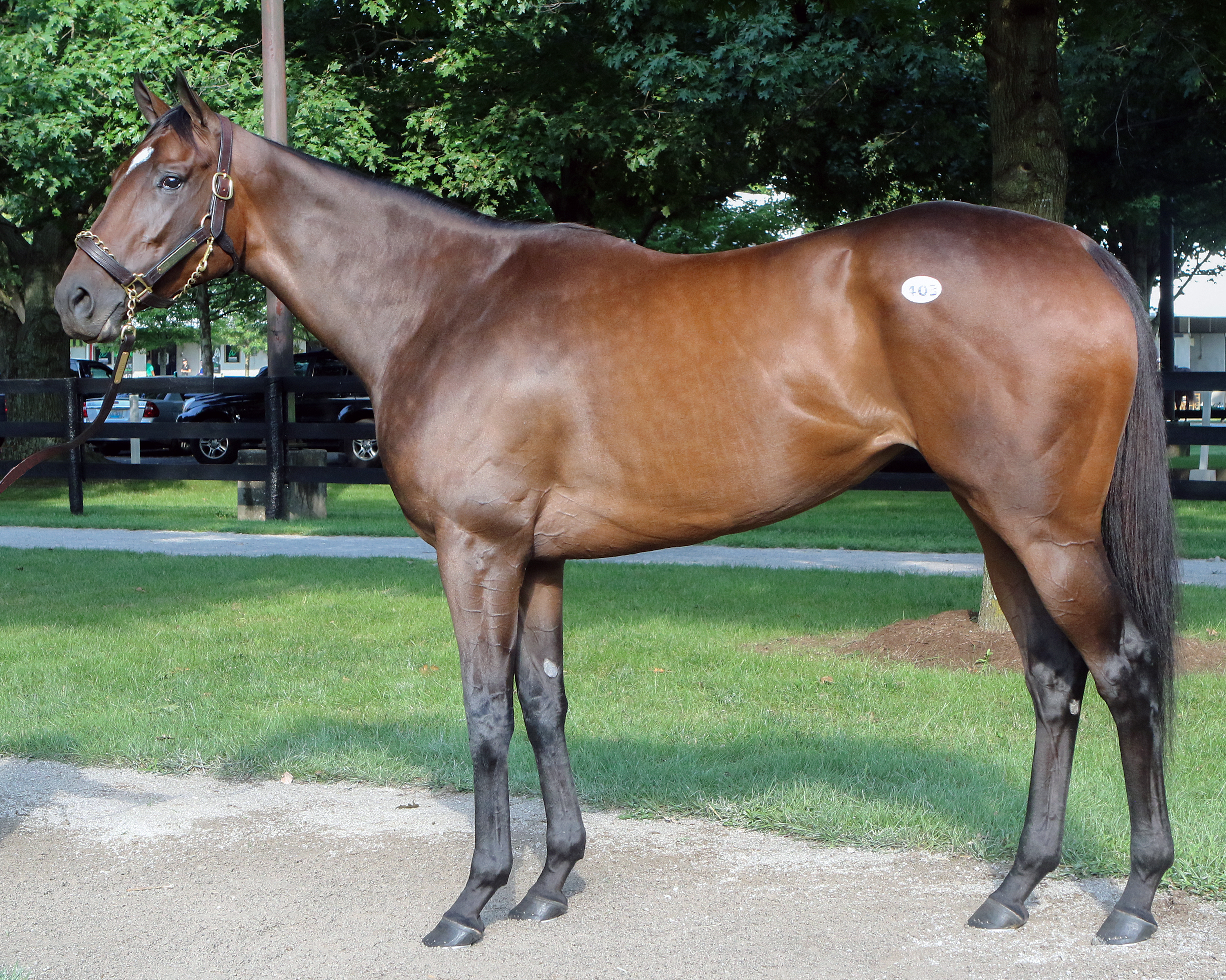 Adorable Miss at the 2017 July Fasig-Tipton HORA sale