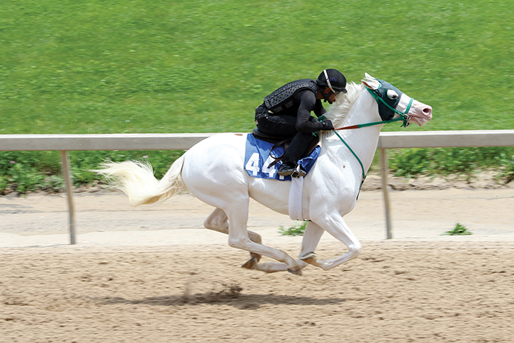 An Honorable Dillon/Princesspatseattle colt trains at the Fasig-Tipton 2yos in training sale