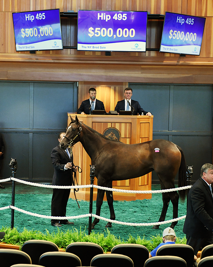 Hip 495, an Outwork/Light and Variable filly, sells for $500,000 at the Fasig-Tipton New York-bred sale