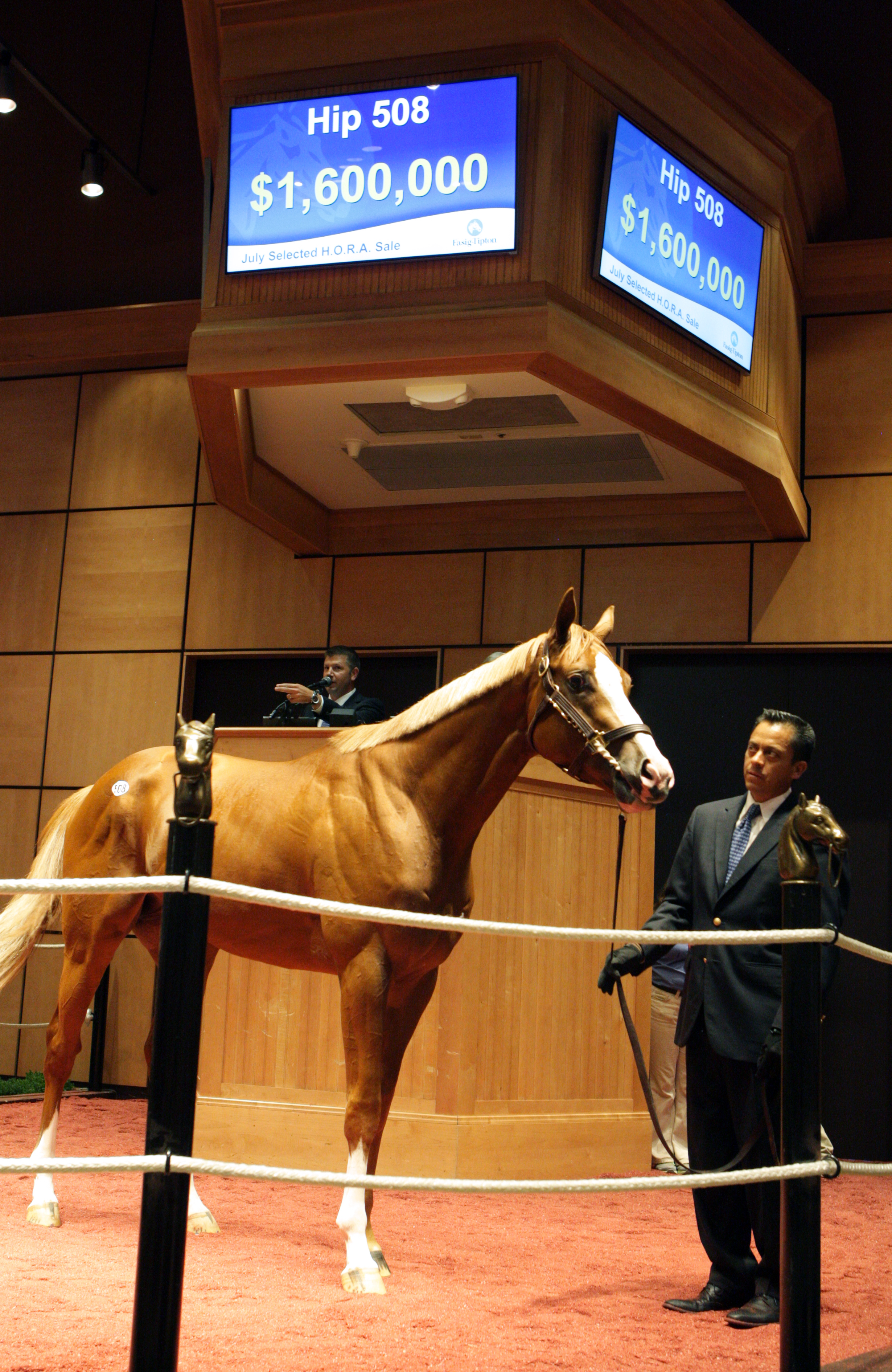 Donegal Moon at the Fasig-Tipton horses of racing age sale