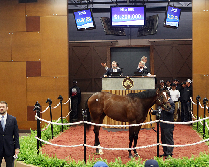 Lebron J sells for $1.2 million at the 2018 Fasig-Tipton Midlantic 2-year-olds in Training Sale
