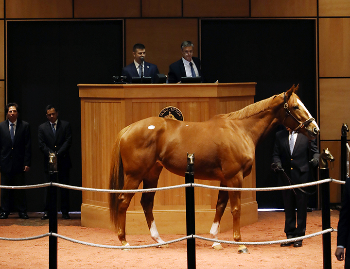 Cheekaboo sells for $300,000 at the Fasig-Tipton Winter Mixed sale