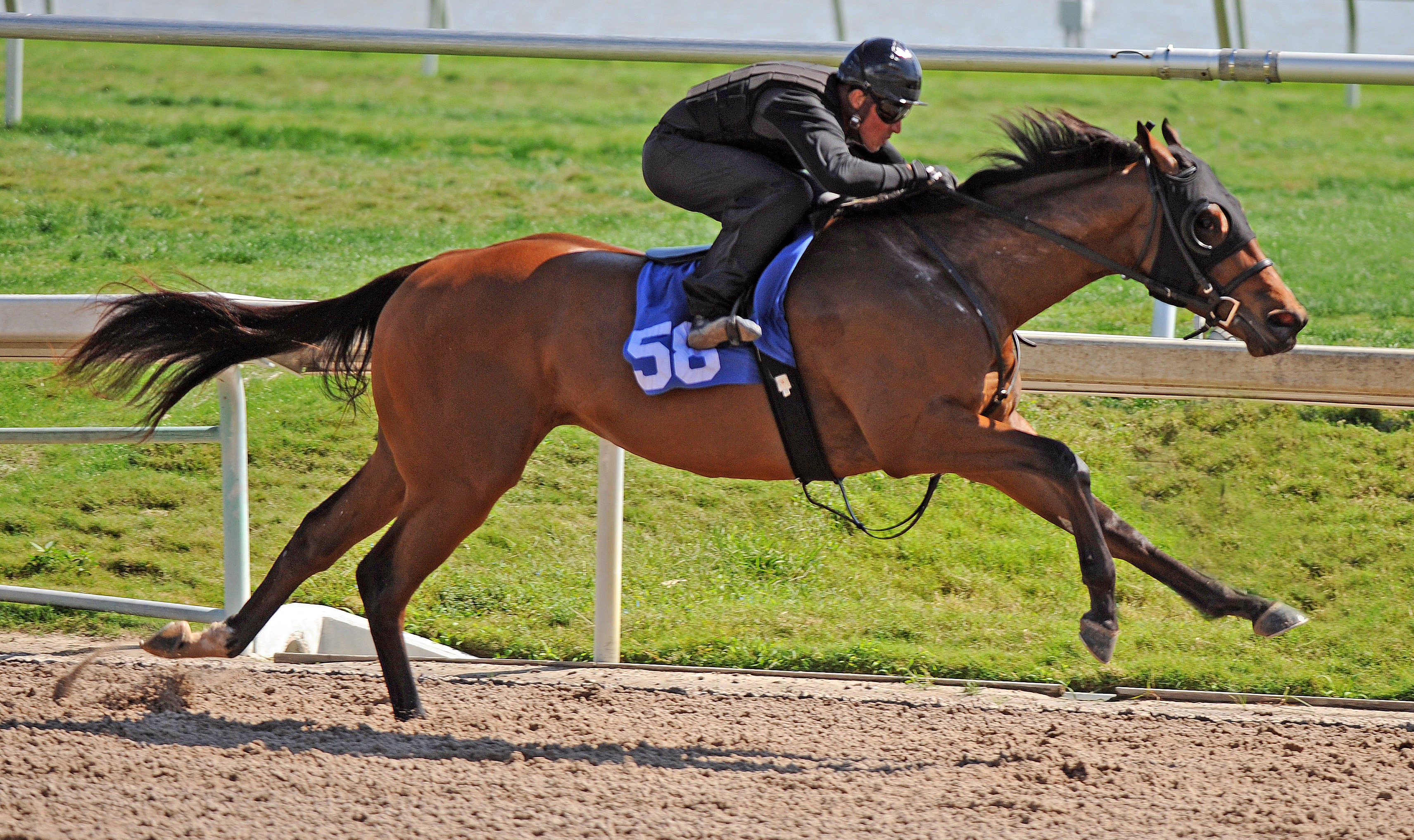 Uncle Mo/Naughty Mambo colt at Fasig-Tipton breeze show