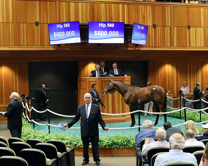 A Pioneerof the Nile colt sells for a record $600,000 at the 2018 New York-bred yearling sale