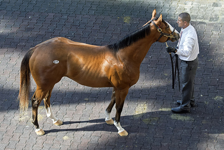 Hip 77, Instagrand, at the 2018 Fasig-Tipton March sale