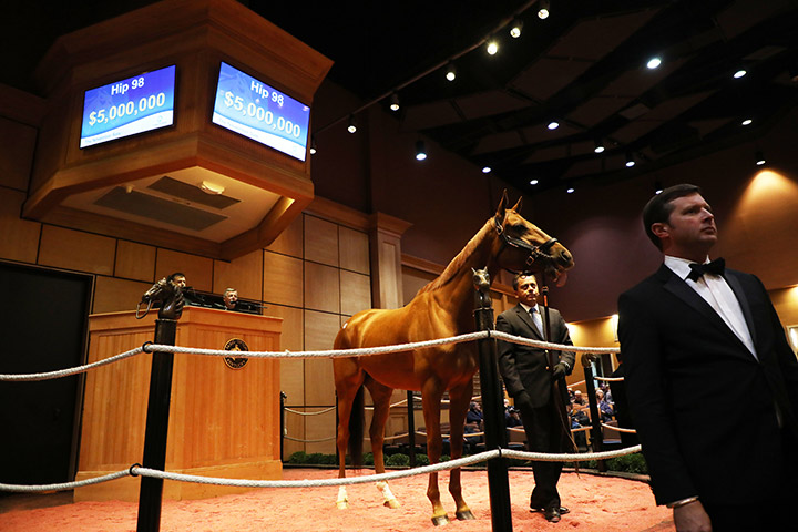 Blue Prize sells for $5 million at the Fasig-Tipton November Sale in 2019