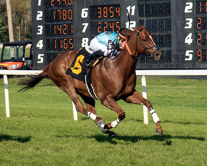 Faction Cat wins the 2020 Turf Dash at Tampa Bay Downs