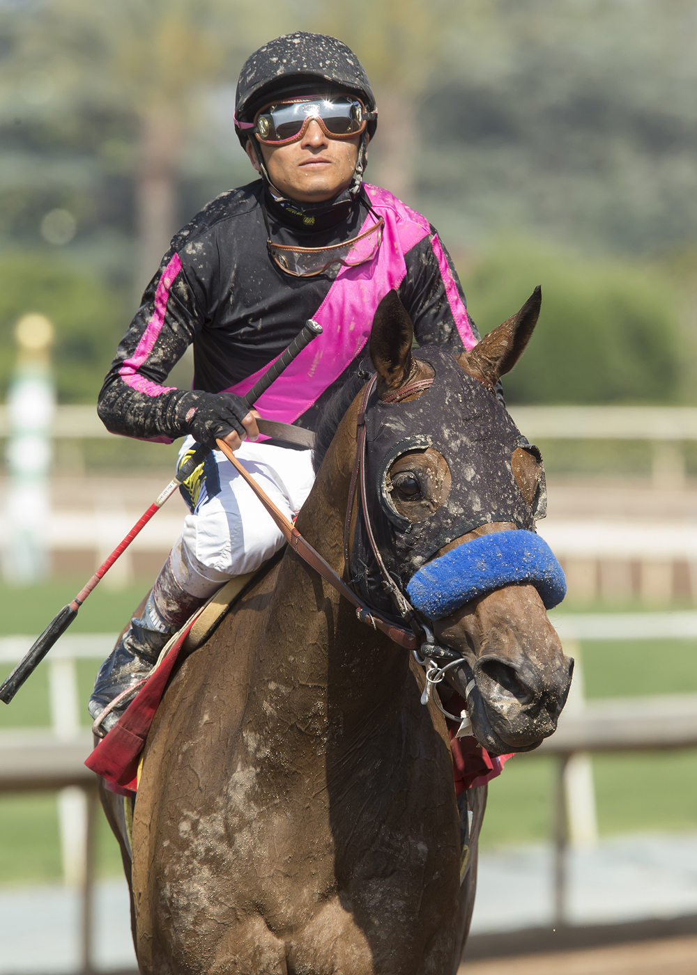 Faithfully at the 2017 Santa Lucia