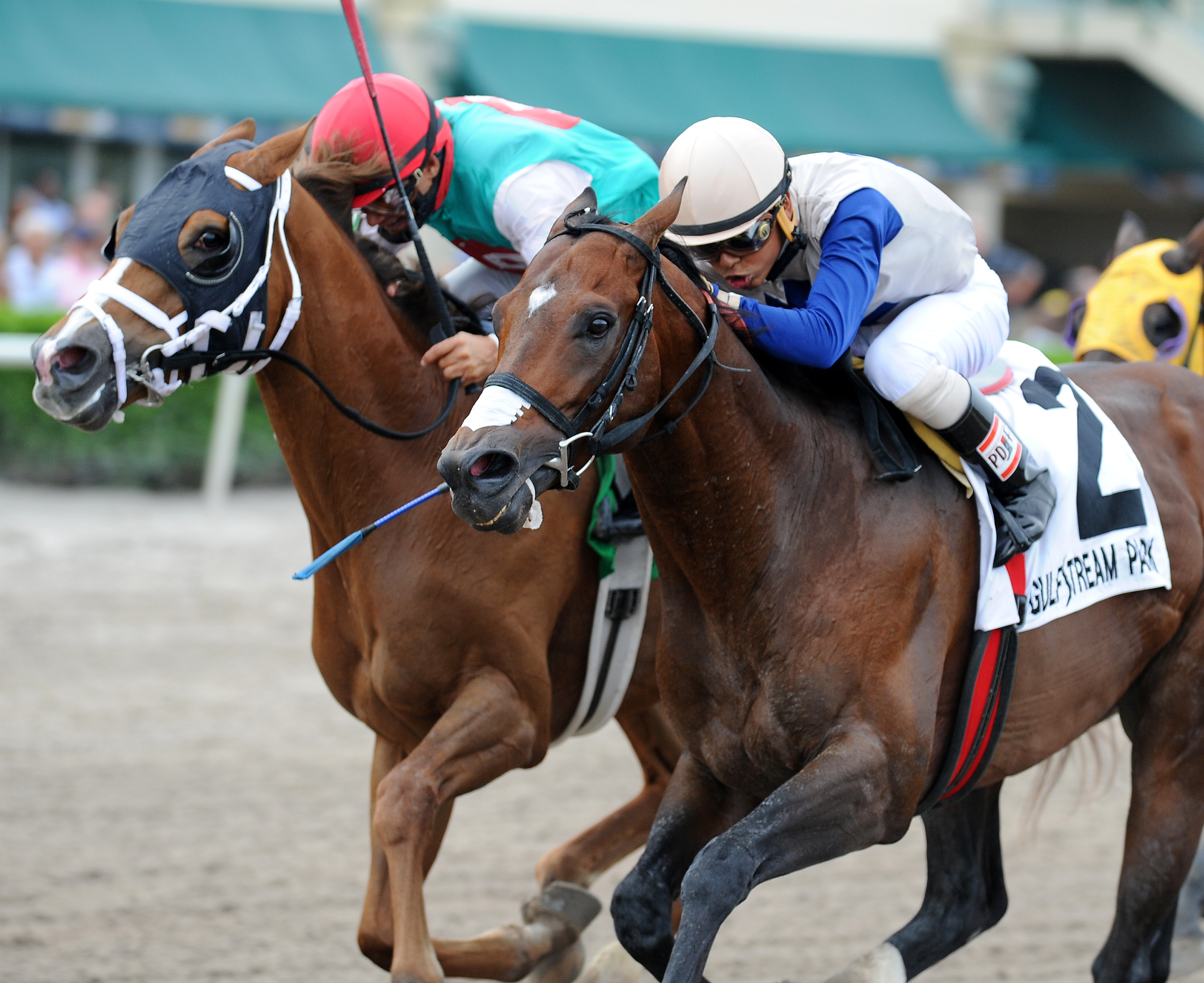 Ledokol finishes second in the Trinniberg Stakes