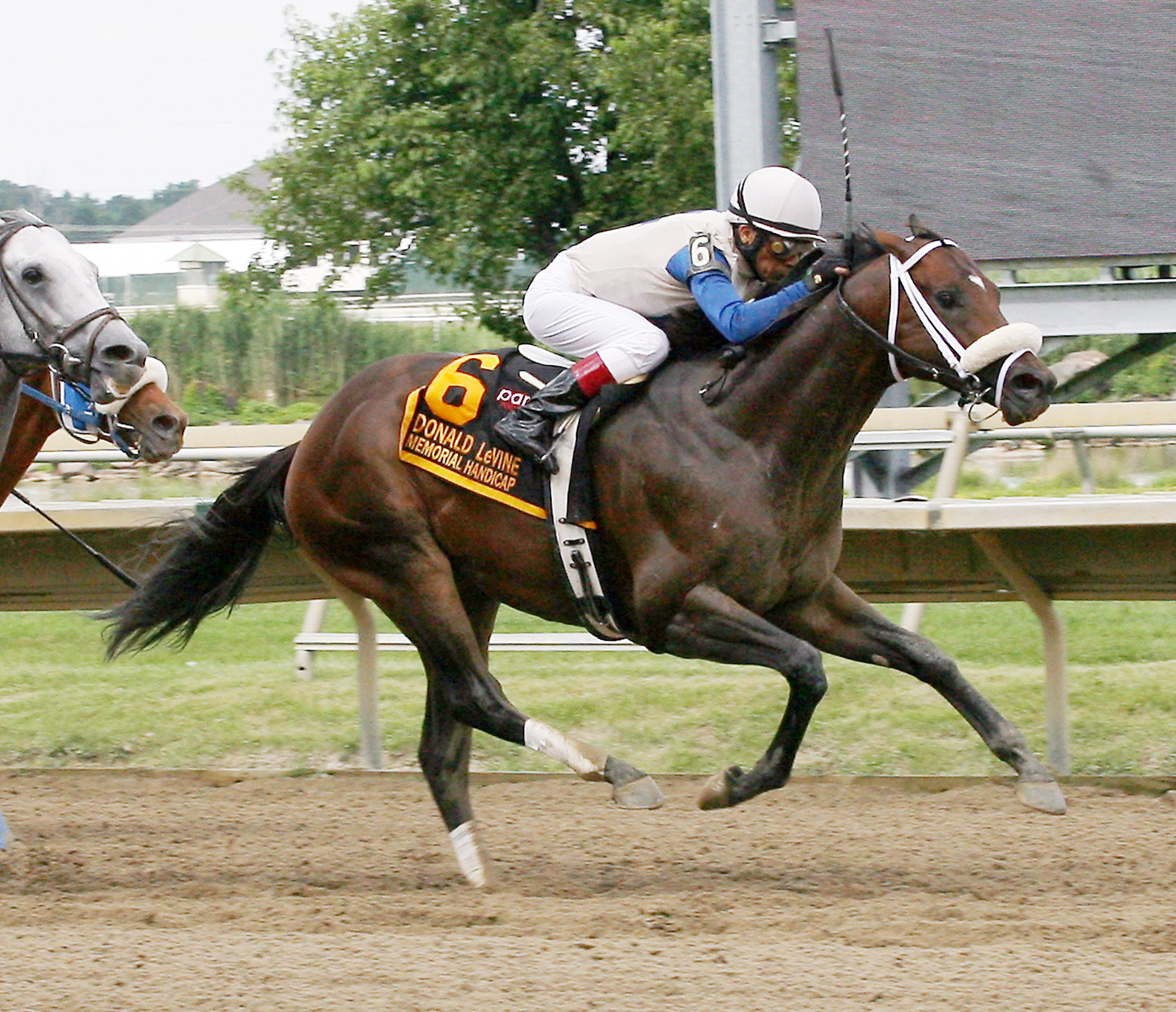 Falling Sky win the Donald LeVine Memorial