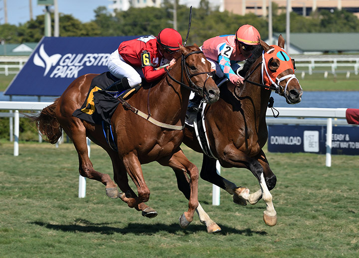 Fancy Liquor (inside) wins a Feb. 2 maiden at Gulfstream Park