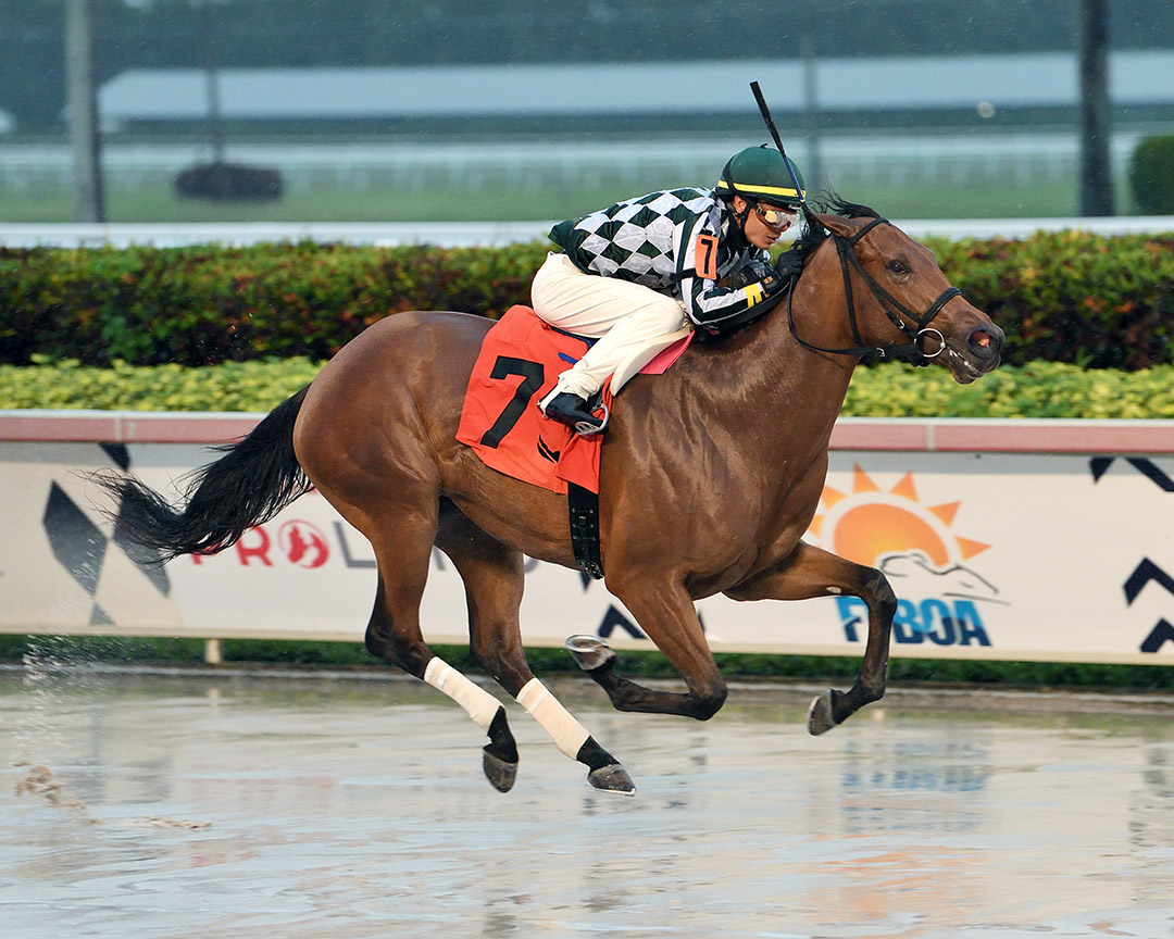 Farsighted wins the 2021 Any Limit Stakes at Gulfstream