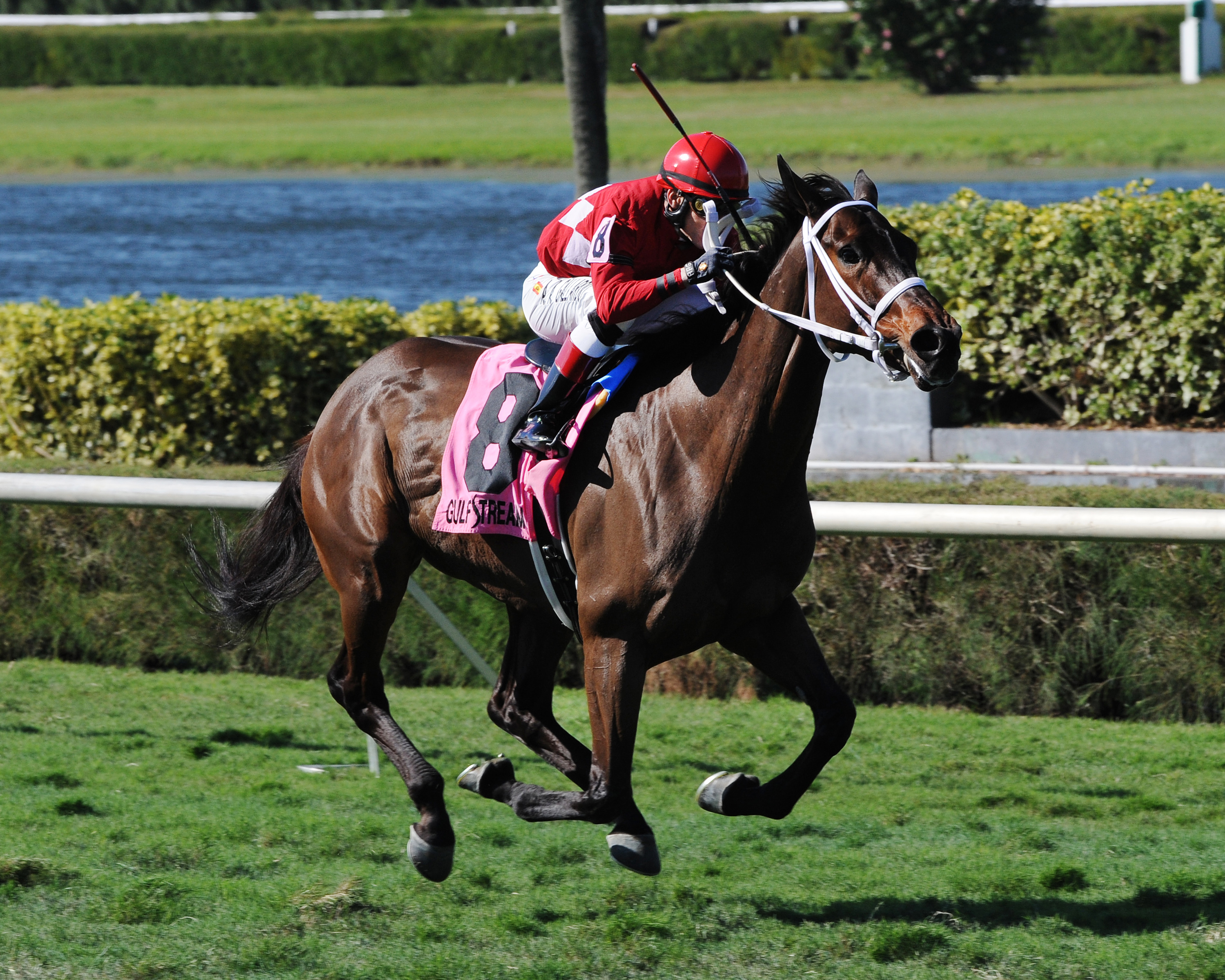 Fascinate wins the Sparkler Stakes