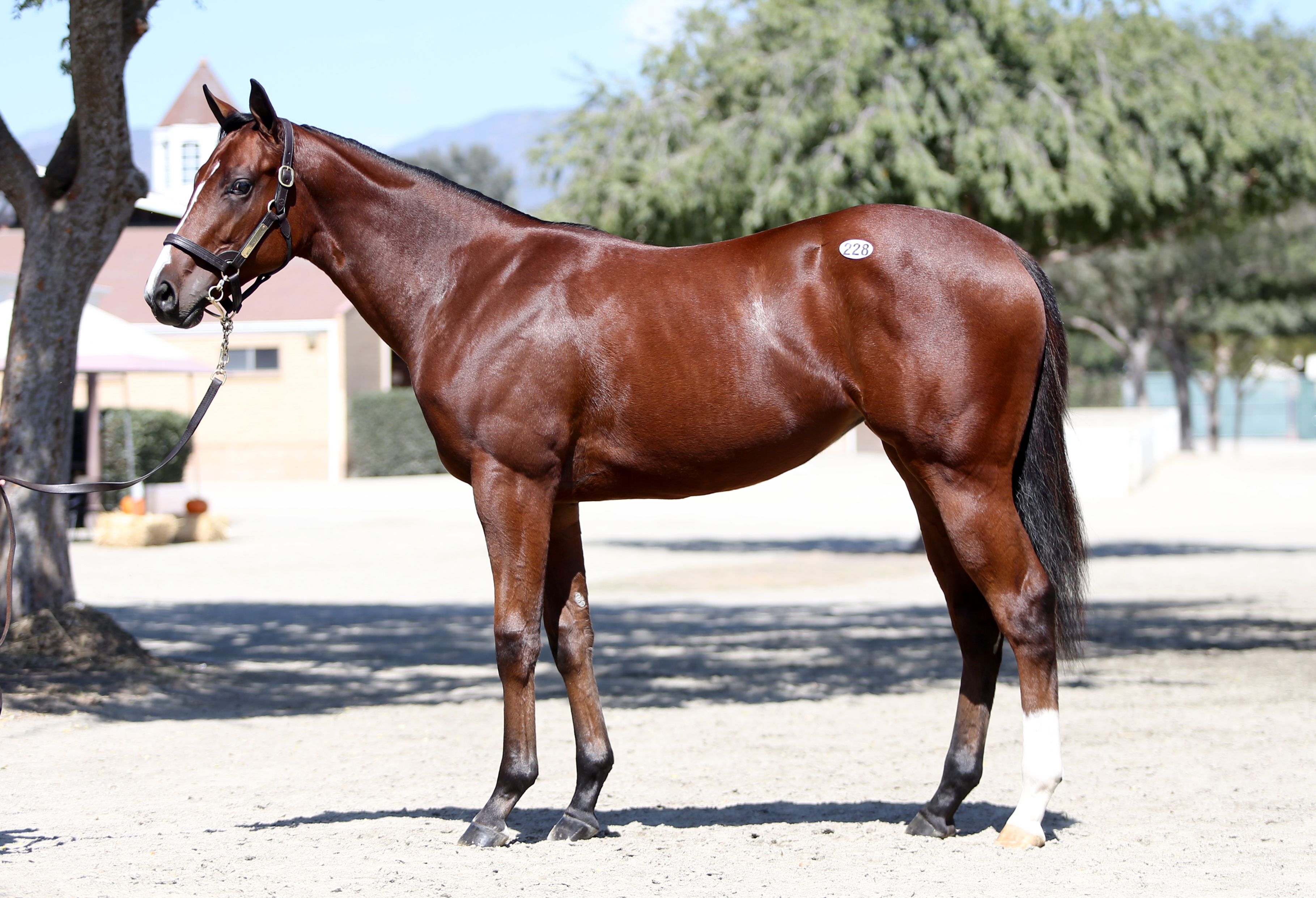 Fasig-Tipton hip 228 filly Mr. Big-Misszippityslewda Sept 27 2022