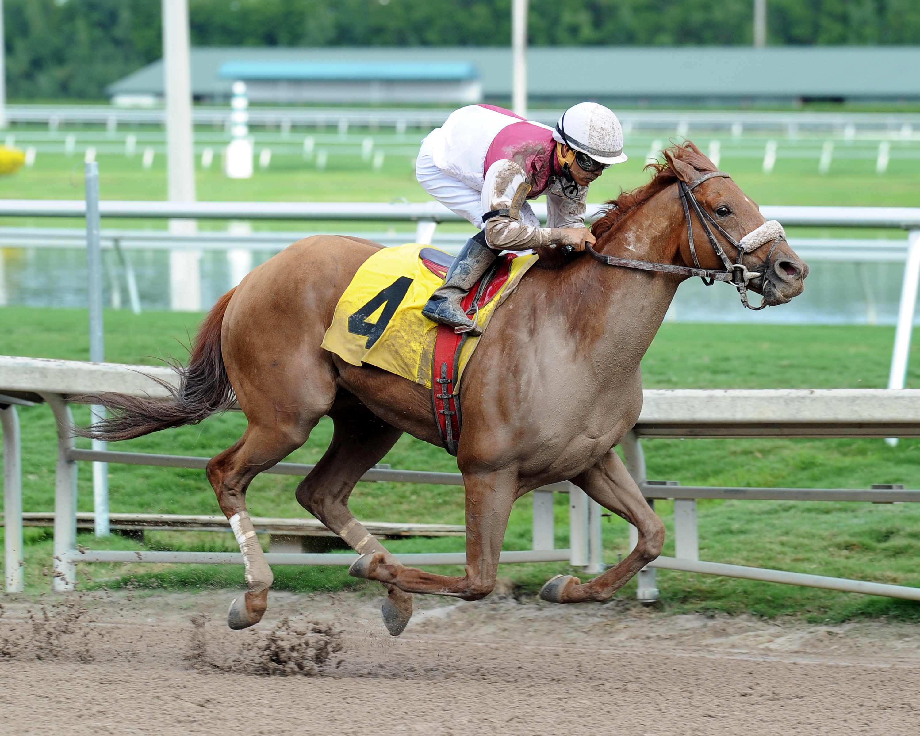 Fast Falcon wins an allowance race on Dec. 31, 2014