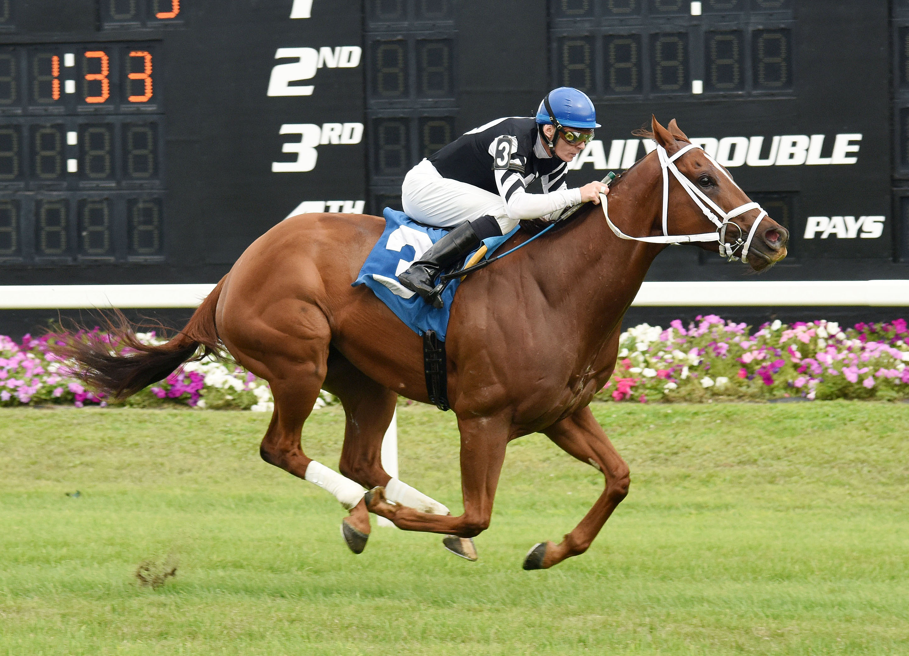 Fast Flying Rumor wins the Turf Dash Stakes