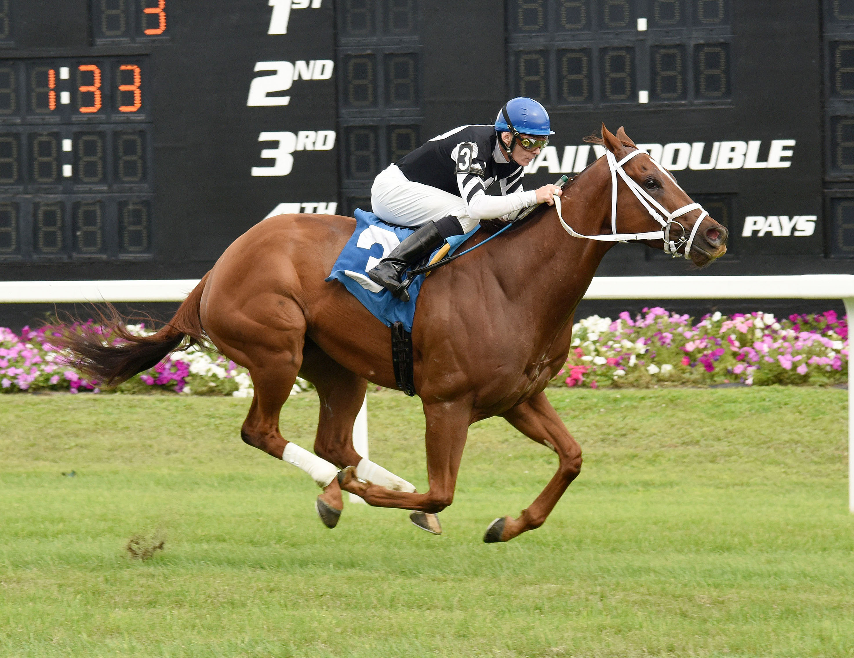 Fast Flying Rumor wins the Turf Dash Stakes