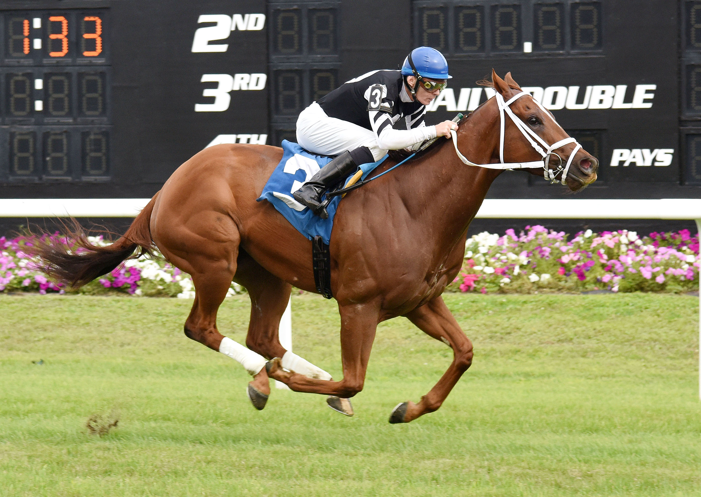 Fast Flying Rumor wins the Turf Dash Stakes