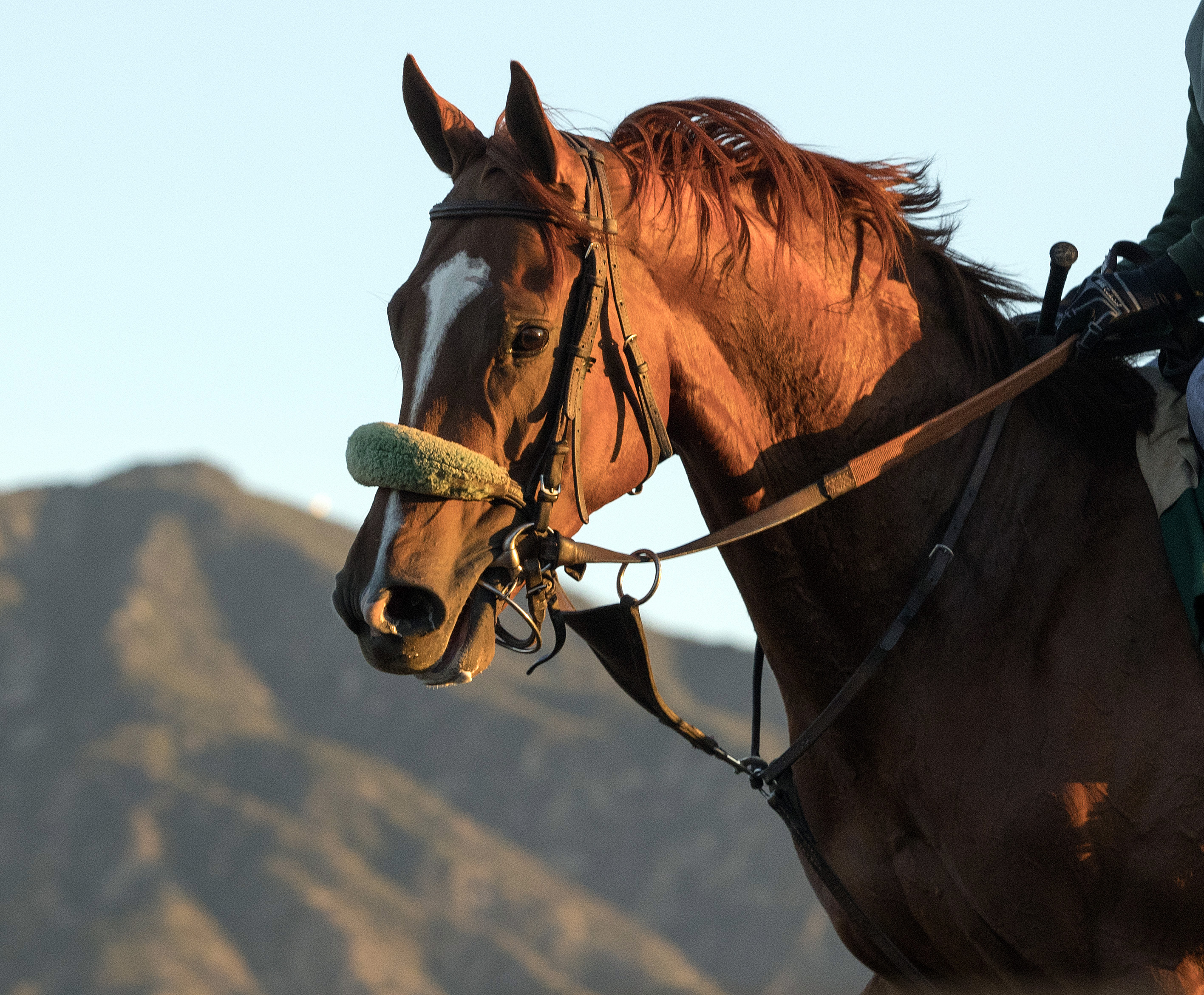 Faversham at Santa Anita on Feb. 9