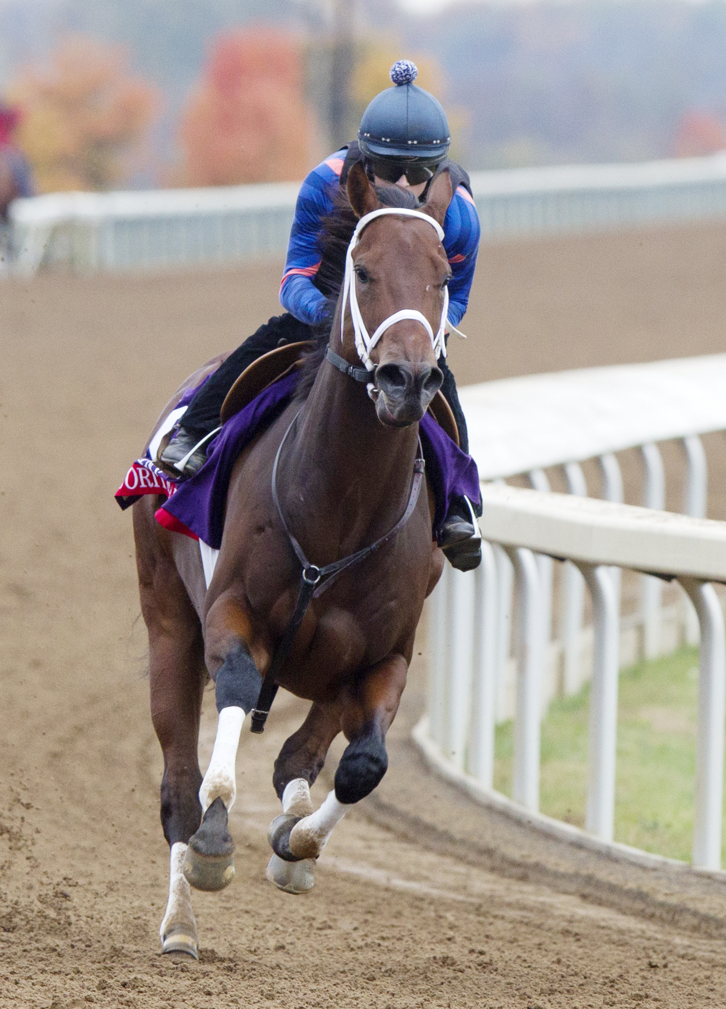 Favorite Tale trains at Keeneland before the 2015 Breeders' Cup