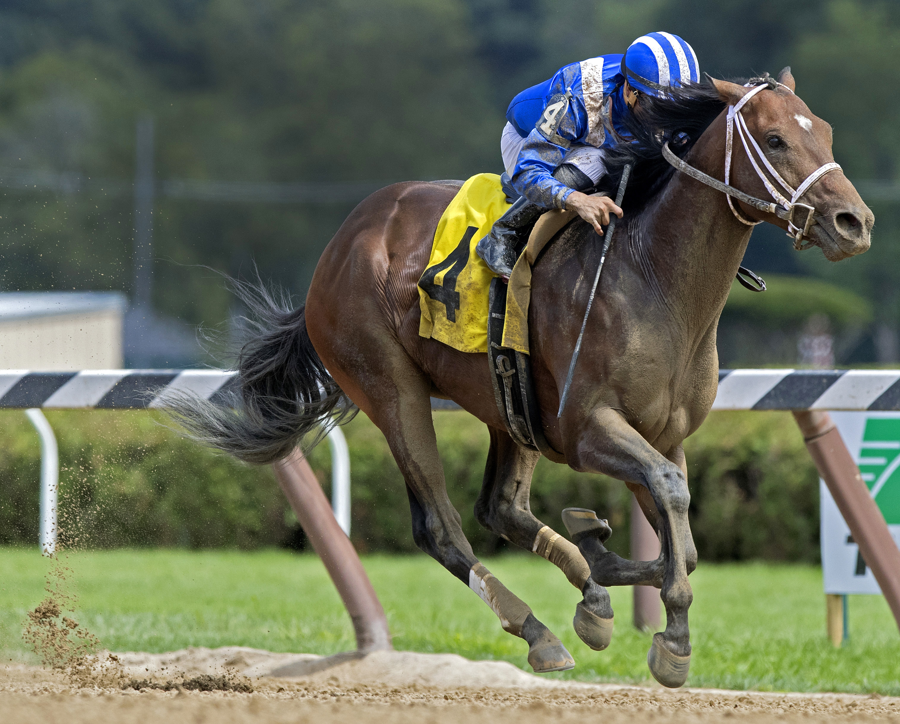 Fayeq wins a July 26 allowance race at Saratoga