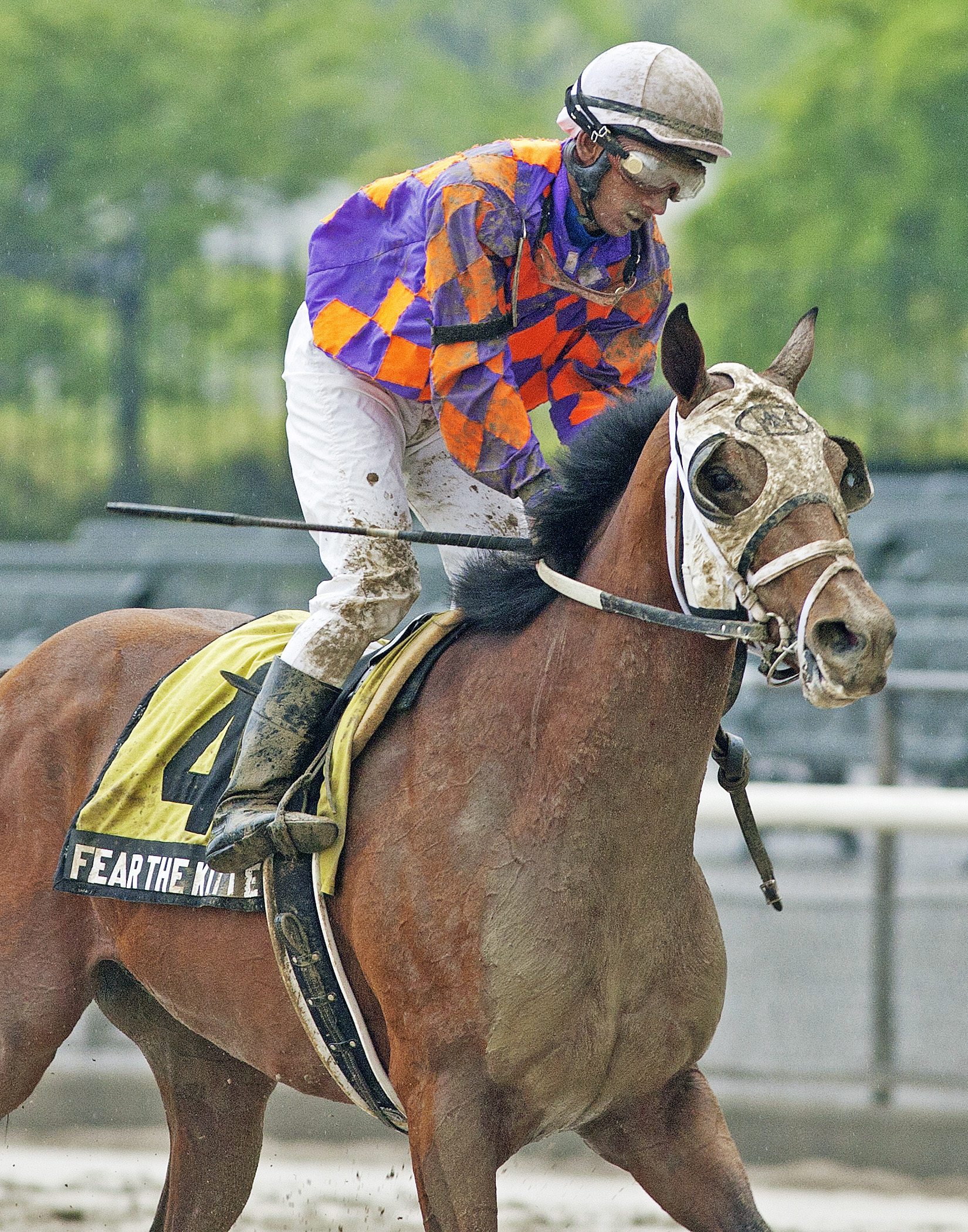 Fear the Kitten at the 2013 Peter Pan Stakes