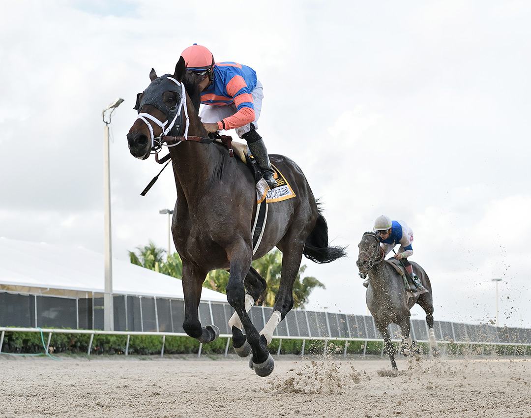 Fearless wins the 2021 Harlan's Holiday Stakes at Gulfstream Park